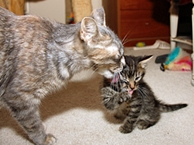 Mom licking kitten